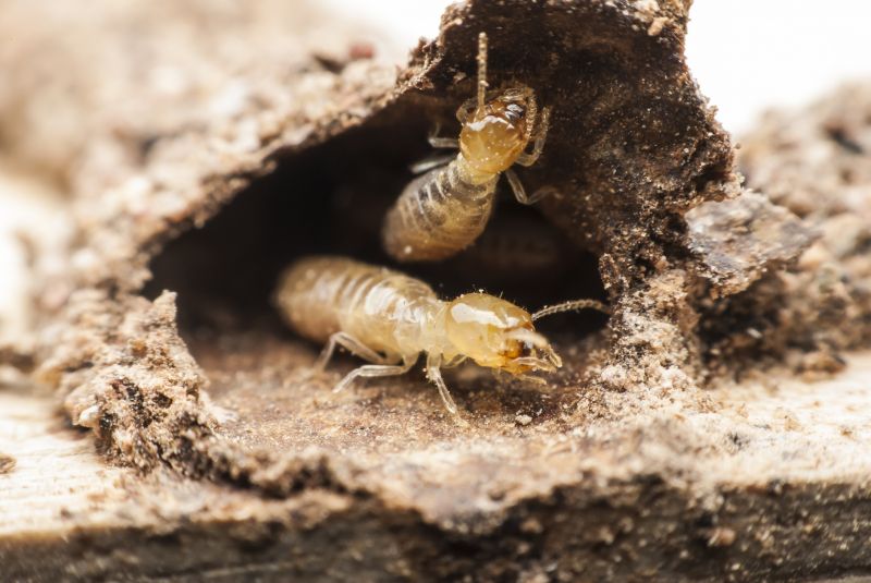 Contact About Home Termite Inspection Service