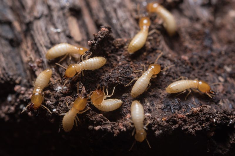 Home Termite Inspection Service