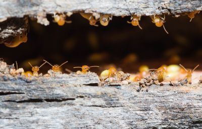 Home Termite Inspection Service