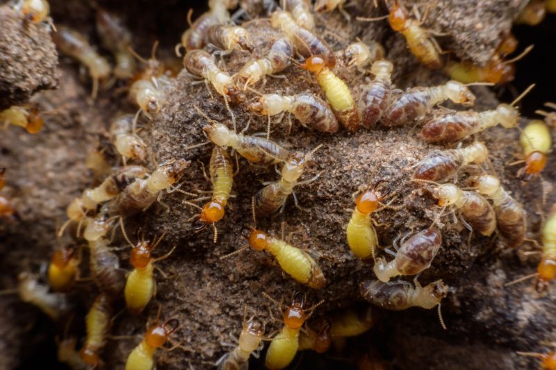 Home Termite Inspection Service