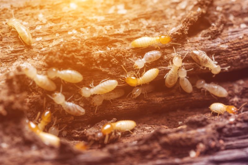 Early Warning Signs Of A Termite Infestation