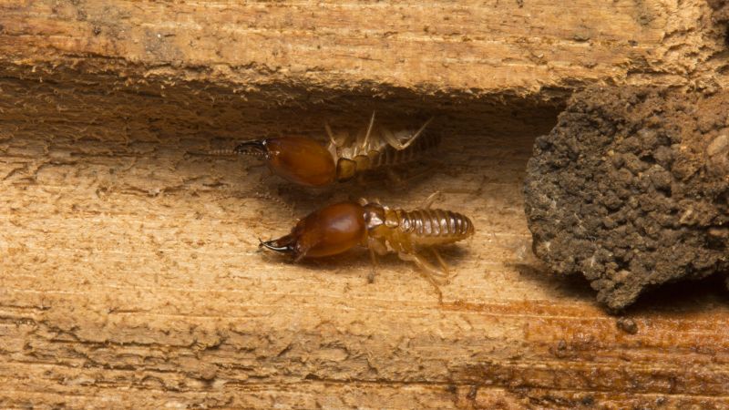 Health And Property Risks Associated With Termite Activity