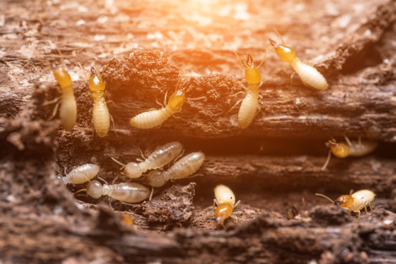 Signs of Termite Damage