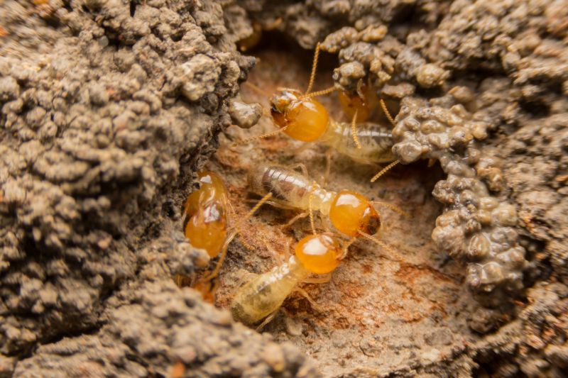 Home Termite Inspection Service