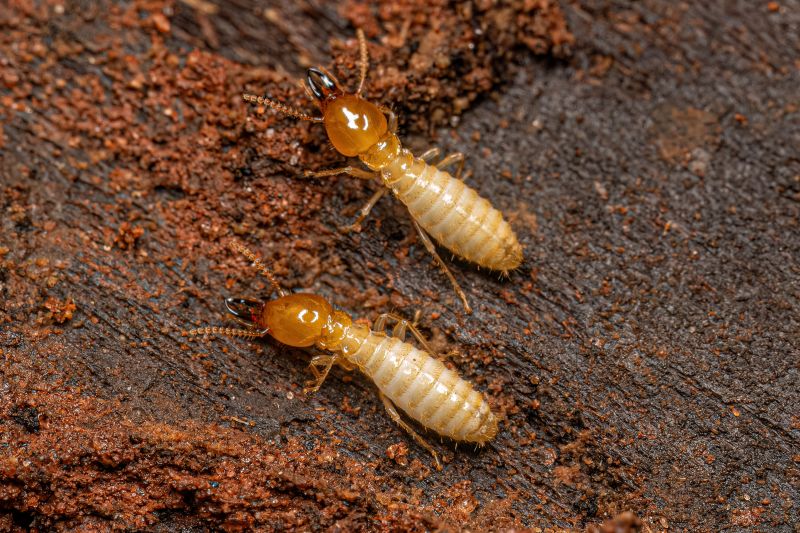 Home Termite Inspection Service