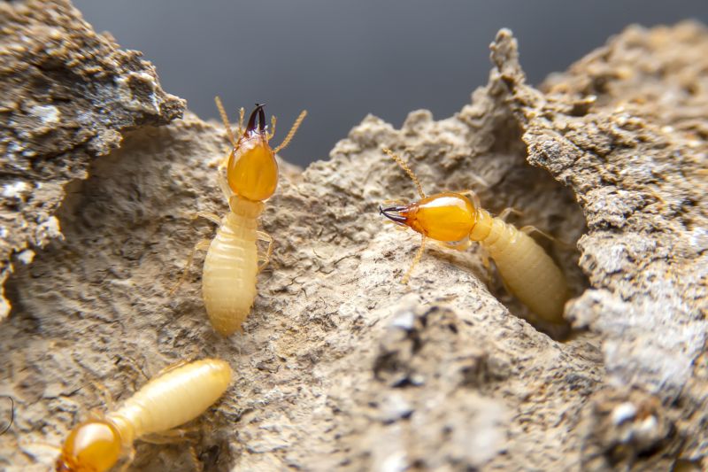 Home Termite Inspection Service