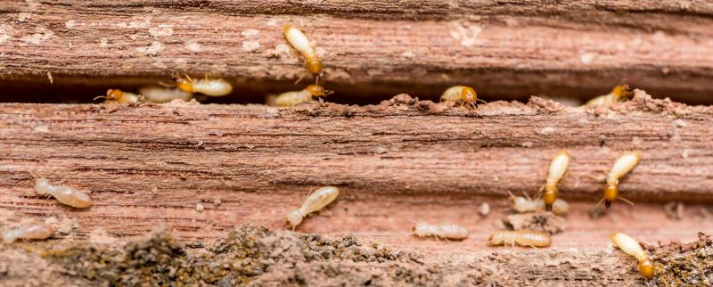Home Termite Inspection Service