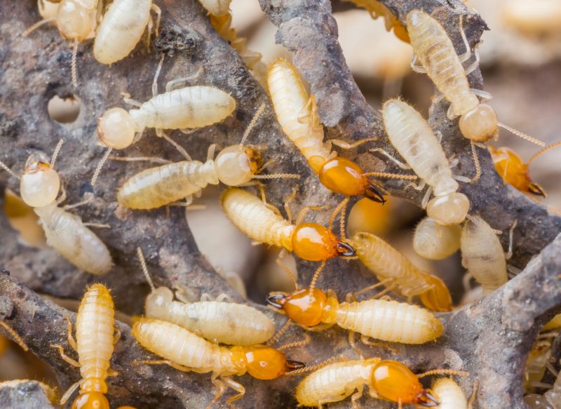 Home Termite Inspection Service