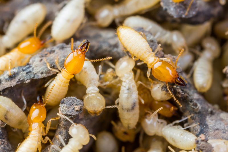 How Termites Enter Homes And Commercial Structures