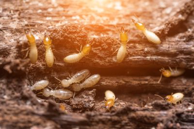 How Termites Threaten Commercial Buildings And Structures