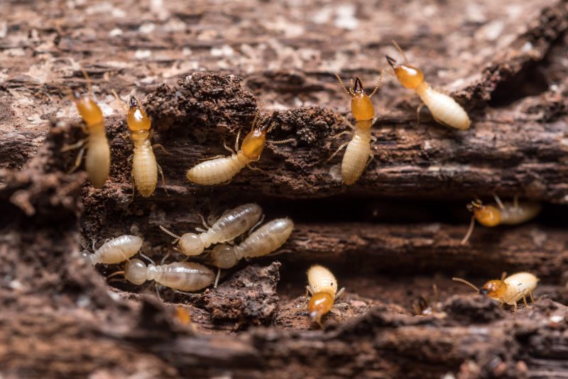 Why Commercial Termite Control Requires Specialized Treatment Plans
