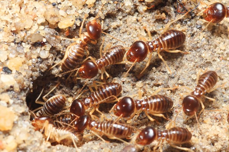 Why Professional Termite Pest Control Is More Effective Than Diy Treatments