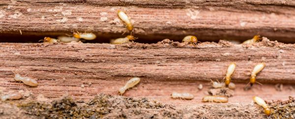 Termite Control - Termite Control Fort Worth, Texas