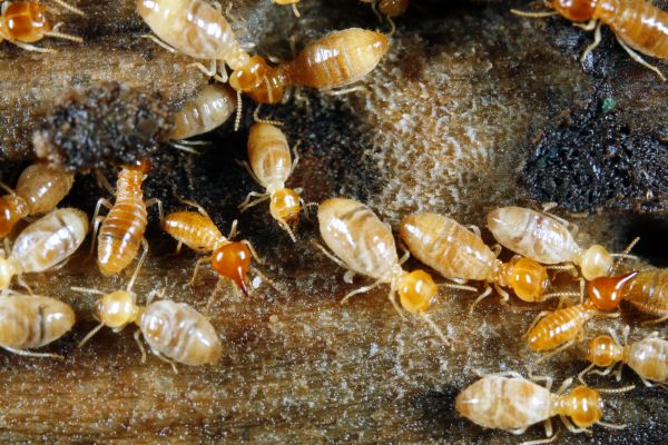 Residential Termite Control
