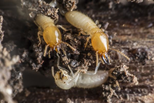 Property Termite Inspection - Property Termite Inspection Fort Worth, Texas