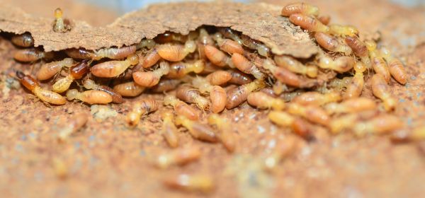 Residential Termite Inspection